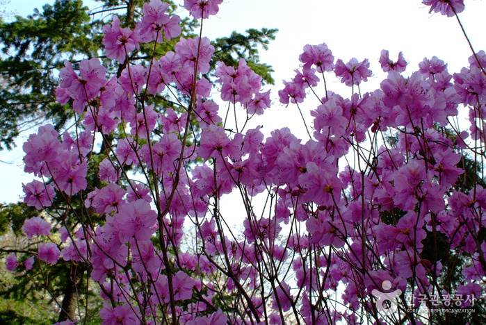 천주산 진달래축제